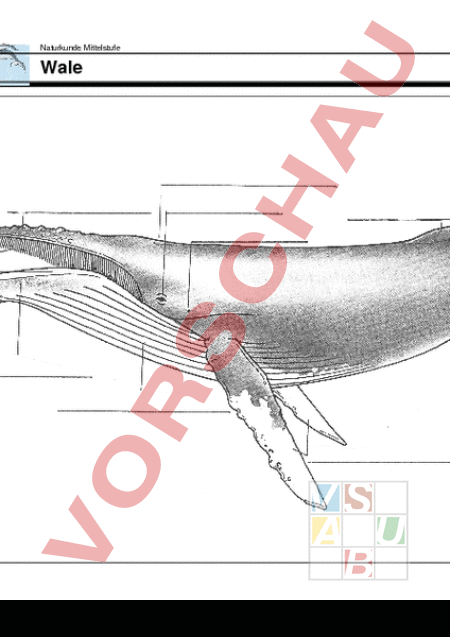 Arbeitsblatt Zahnwal Bartenwal Korperteile Biologie Tiere