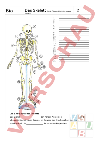 Arbeitsblatt: Das Skelett (Arbeitsblatt) - Biologie - Anatomie