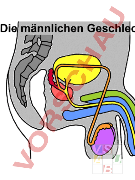 Unterrichtsmaterialch Lebenskunde Sexualerziehung Geschlechtsorgane Frau Mann