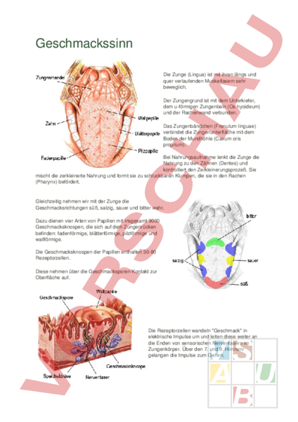 Arbeitsblatt: Geschmackssinn - Biologie - Anatomie / Physiologie