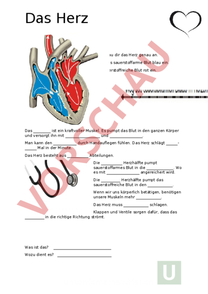 Arbeitsblatt Das Herz Biologie Anatomie Physiologie 5091